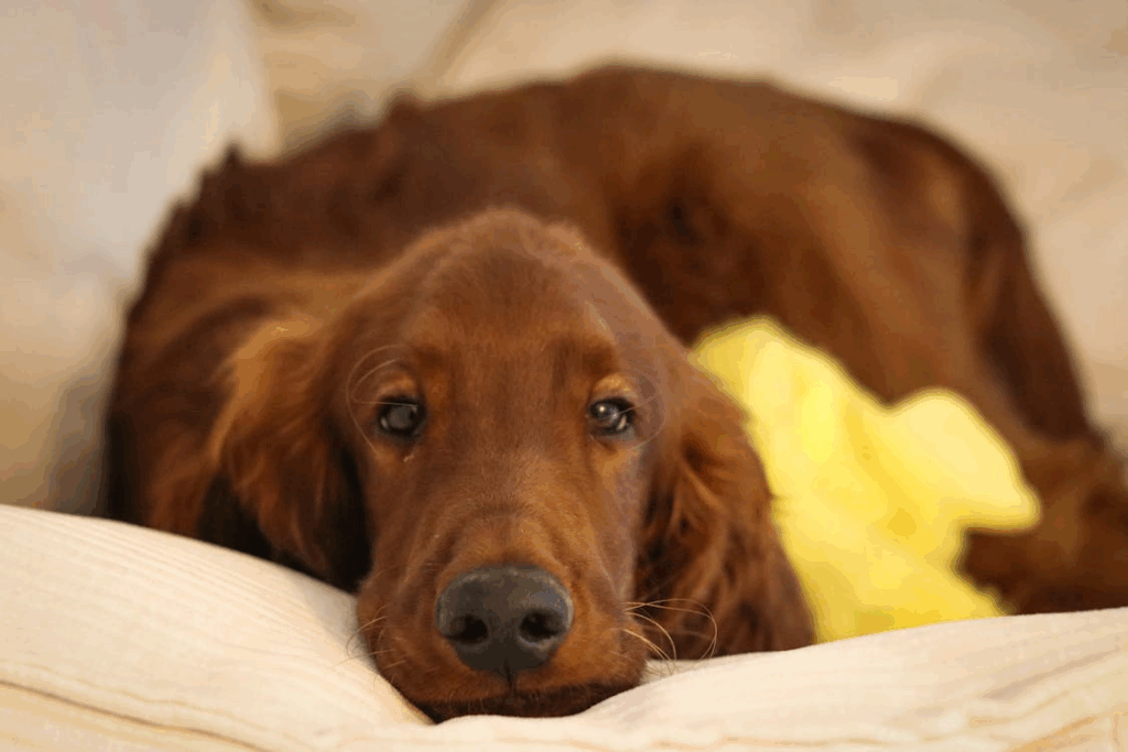 Close-up of a sleepy dog’s face on a pillow, cozy indoor scene for pet anxiety relief.