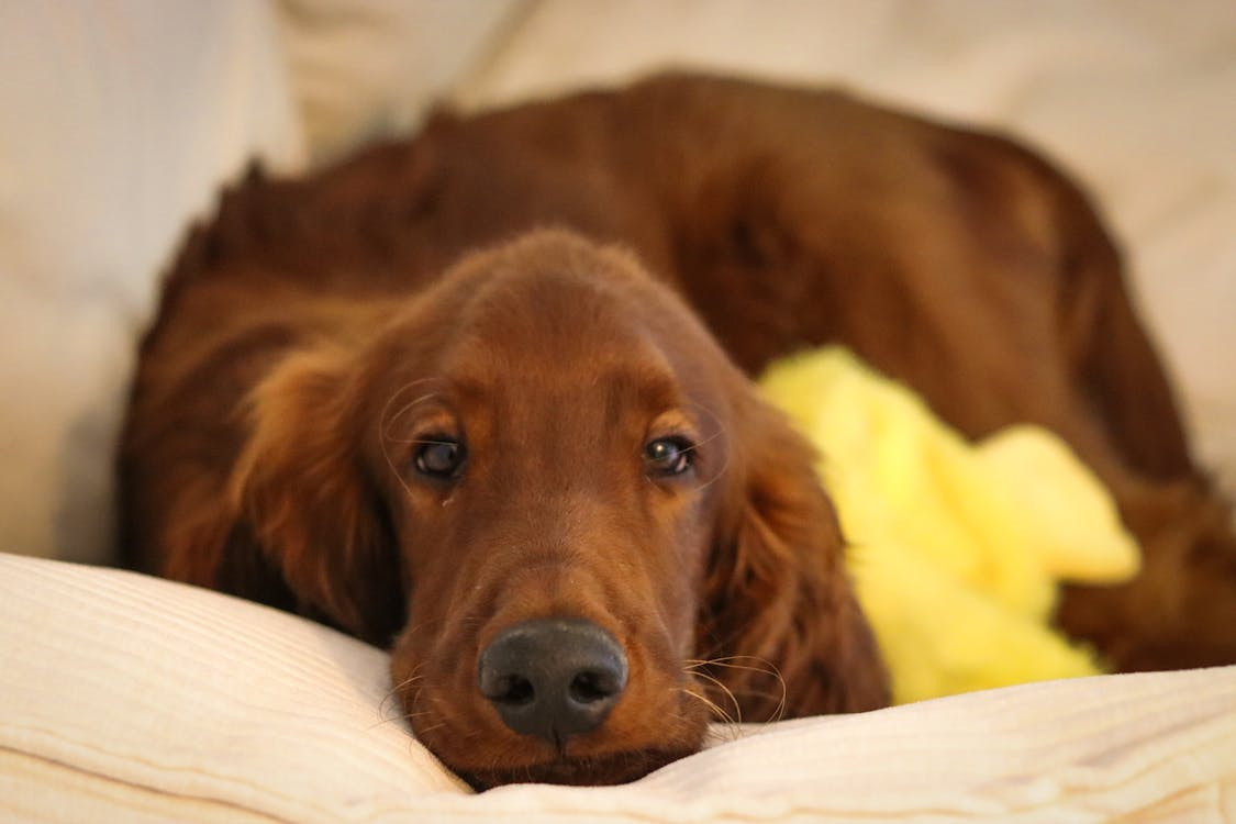 Close-up of a sleepy dog’s face on a pillow, cozy indoor scene for pet anxiety relief.